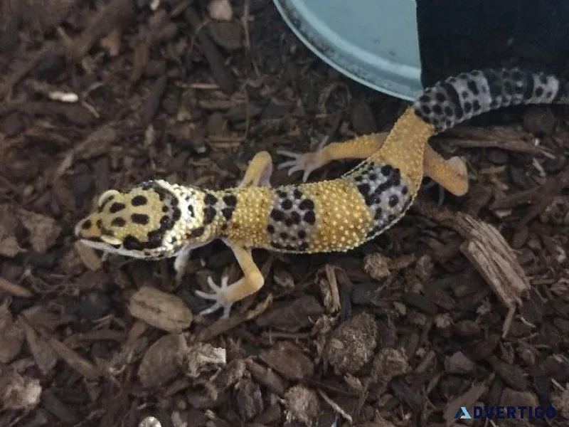 3 baby leopard geckos