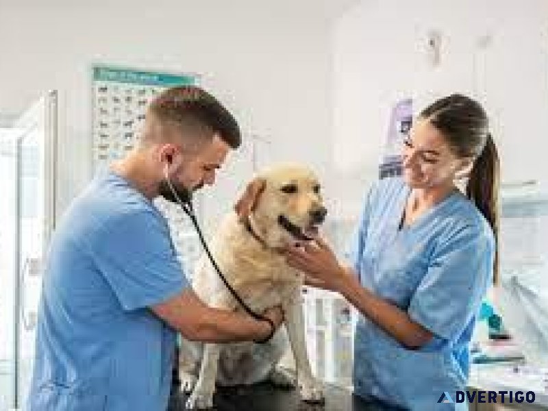 Noida s Top Veterinary Doctor Happy and Healthy Pets