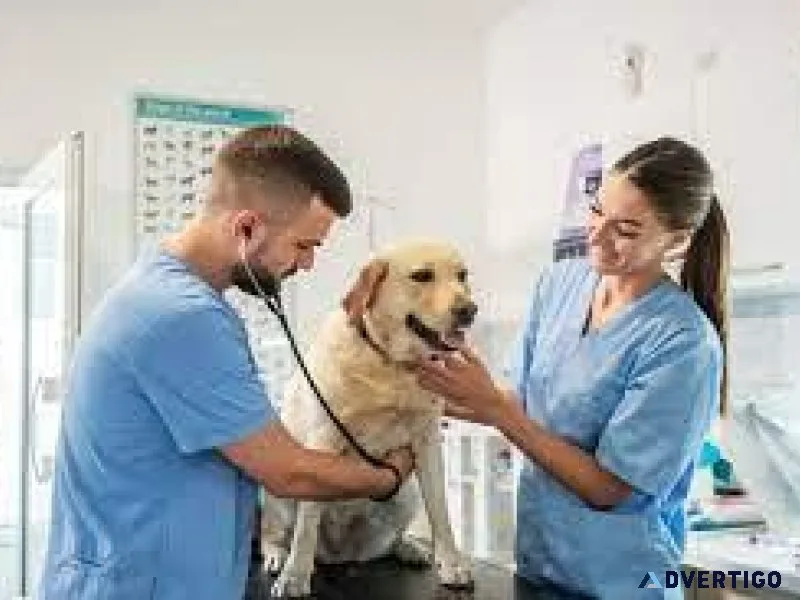 Noida s Top Veterinary Doctor Happy and Healthy Pets