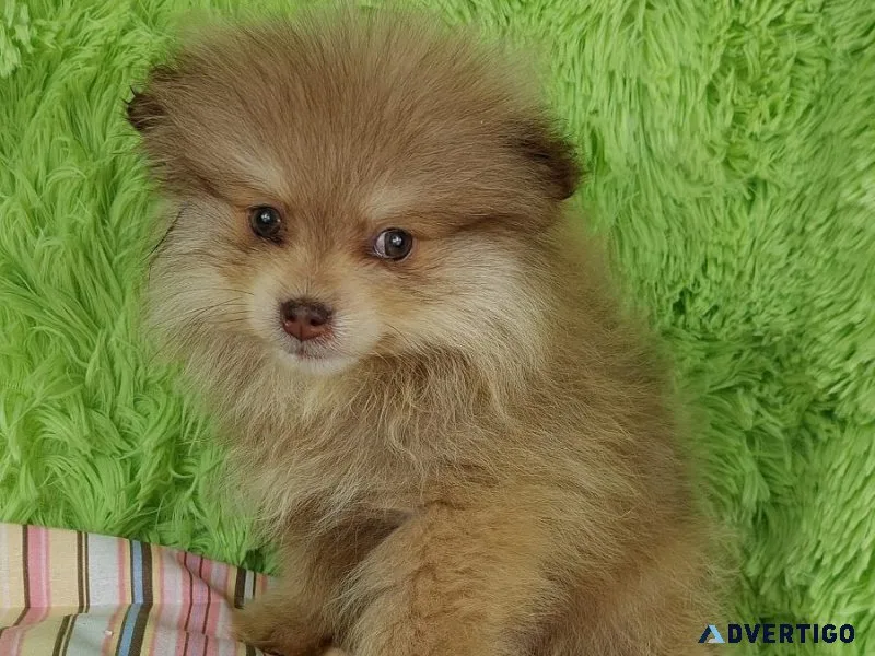 Faithful Pomeranian puppies available