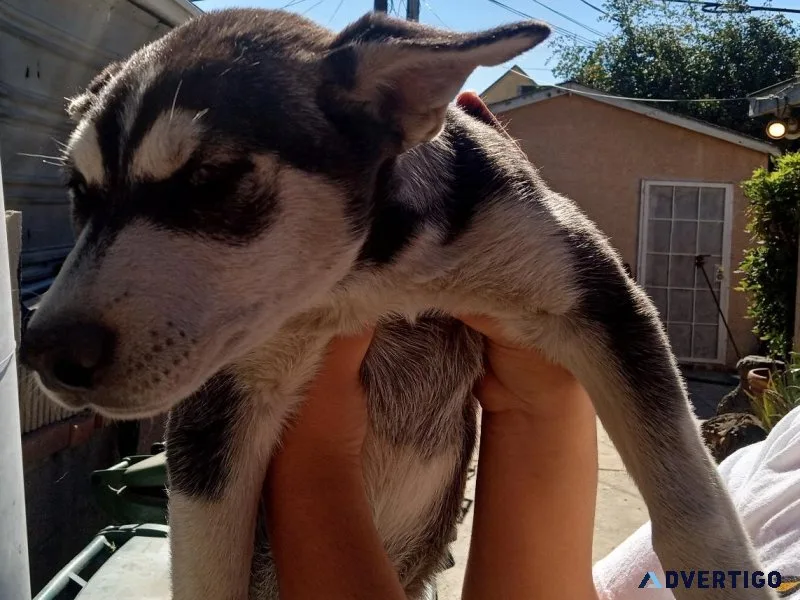 LOVABLE PUPPY