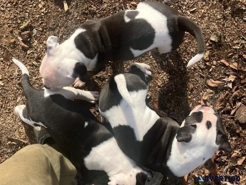 Adorable Bulldog Puppies