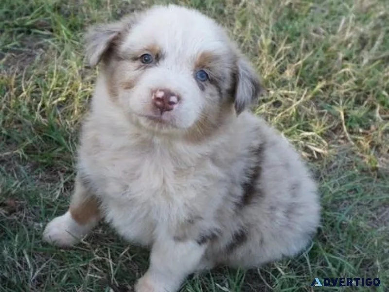 AKC Australian Shepherd puppies