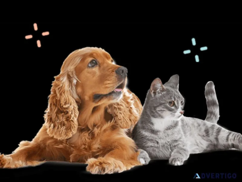 pet grooming services