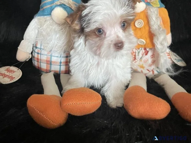 Male Parti Yorkie Puppy