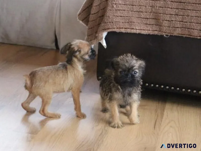 Adorable Brussels Griffon puppies available