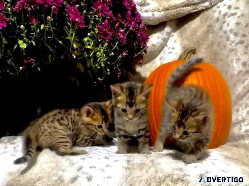 Exotic Bengals