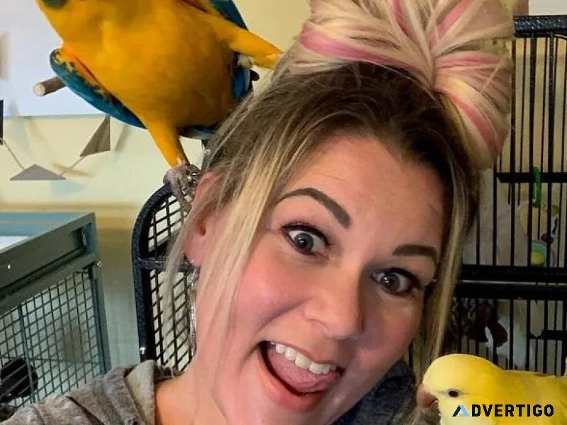 Friendly Blue and Gold Macaws-Comes with a Large Cage