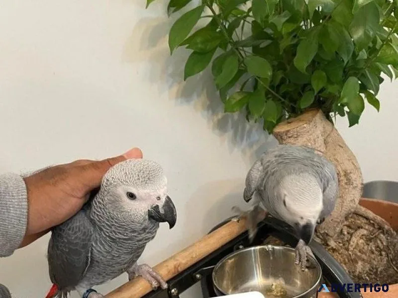 Ready Now Baby Handreared Tame African Grey Parrot
