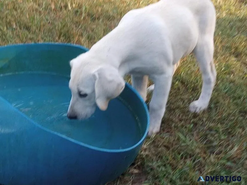 Full Blooded Lab Puppies