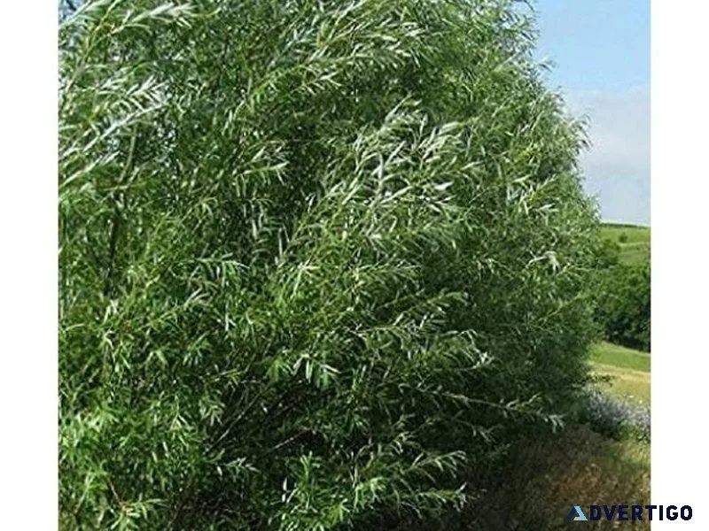 Hybrid willow trees