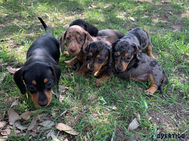 Miniature Dachshund puppies for rehoming