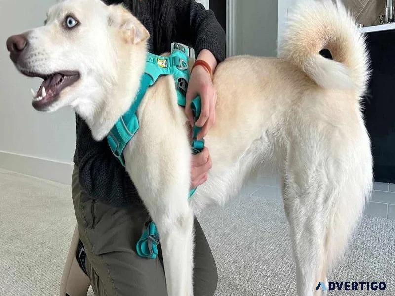 Unleashing Adventure The Summit All-Terrain Dog Harness