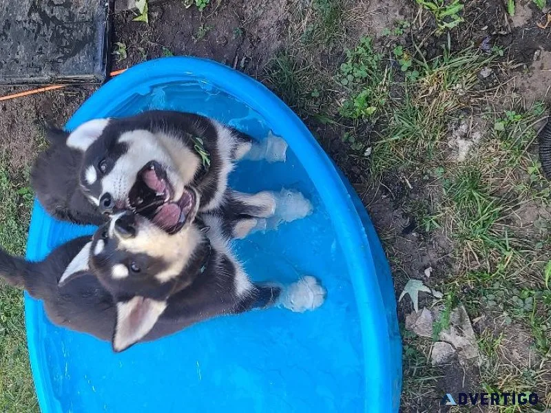 Puppies for sale