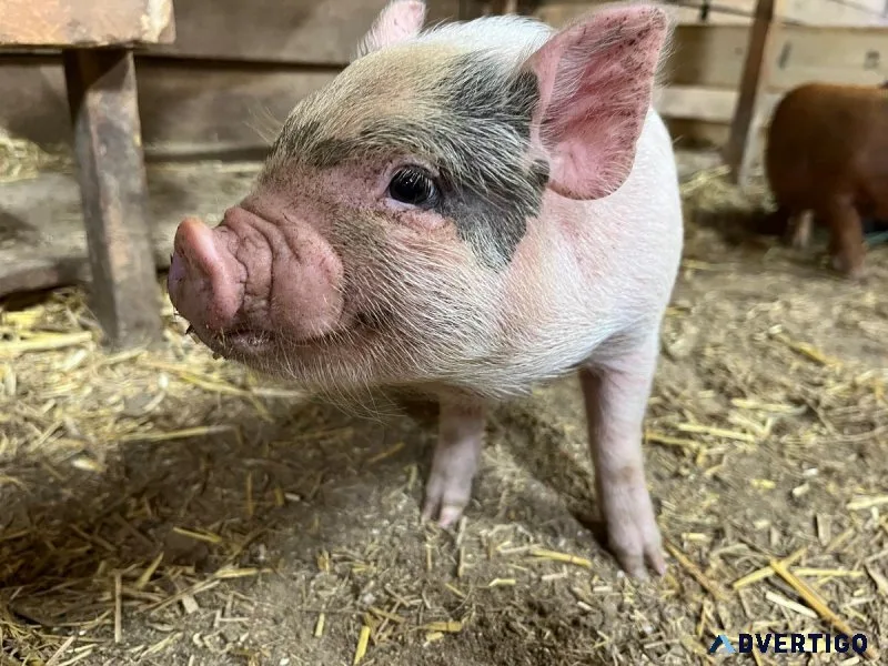Juliana Mini Pigs