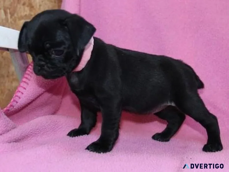 Healthy Pug Puppies