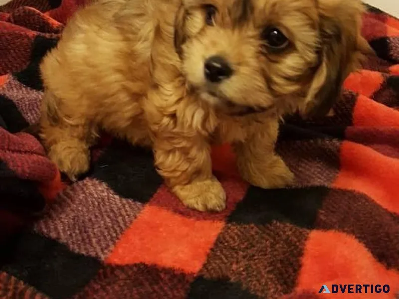 F1 Cavapoo females