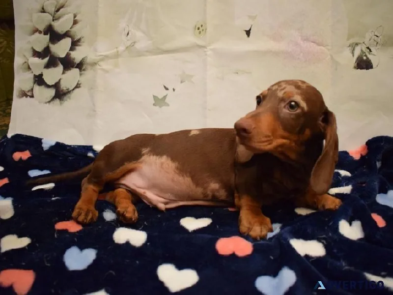 Healthy Dachshund Puppies For Sale