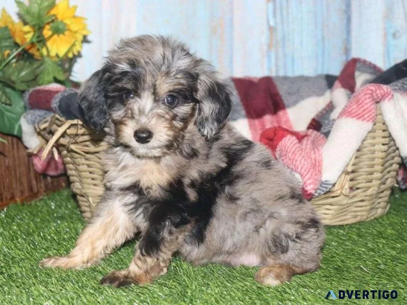 Female Aussiedoodle
