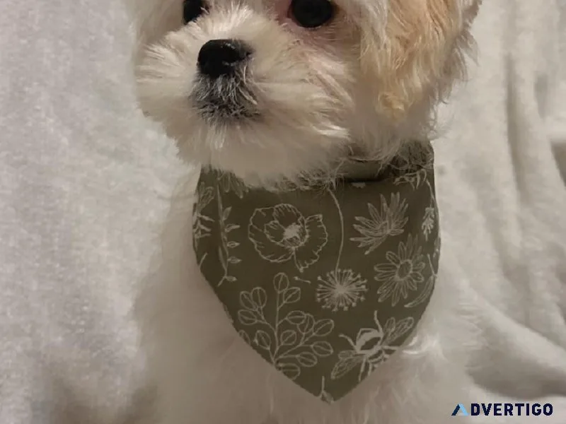 Maltese  shih tzu puppy