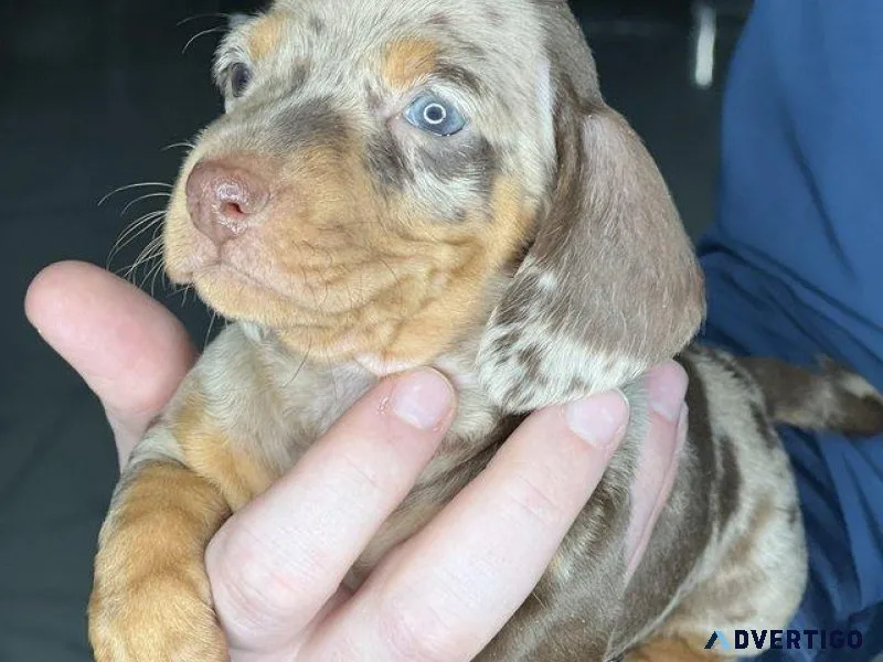 Quality dapple dachshund puppies