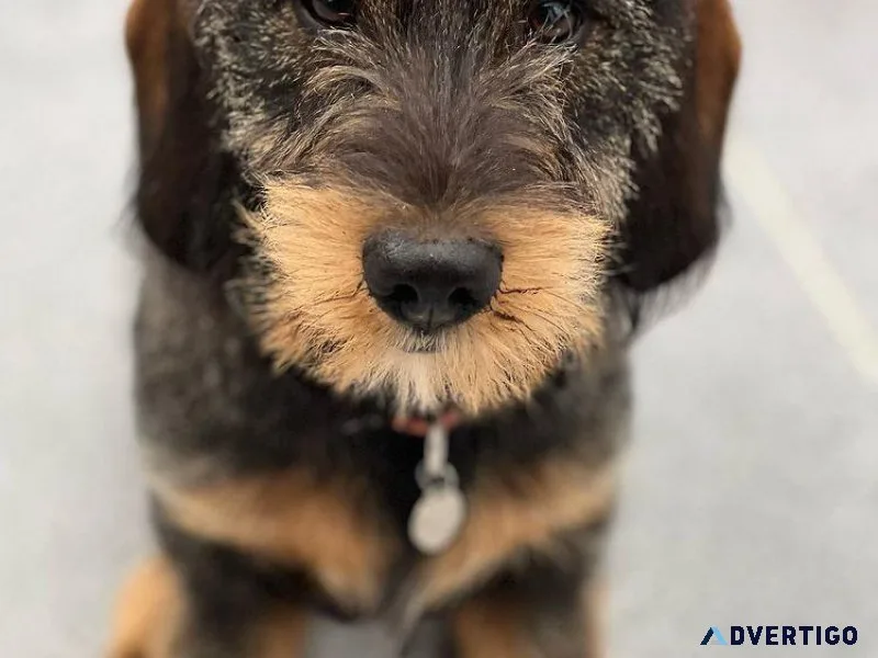Dachshund Day