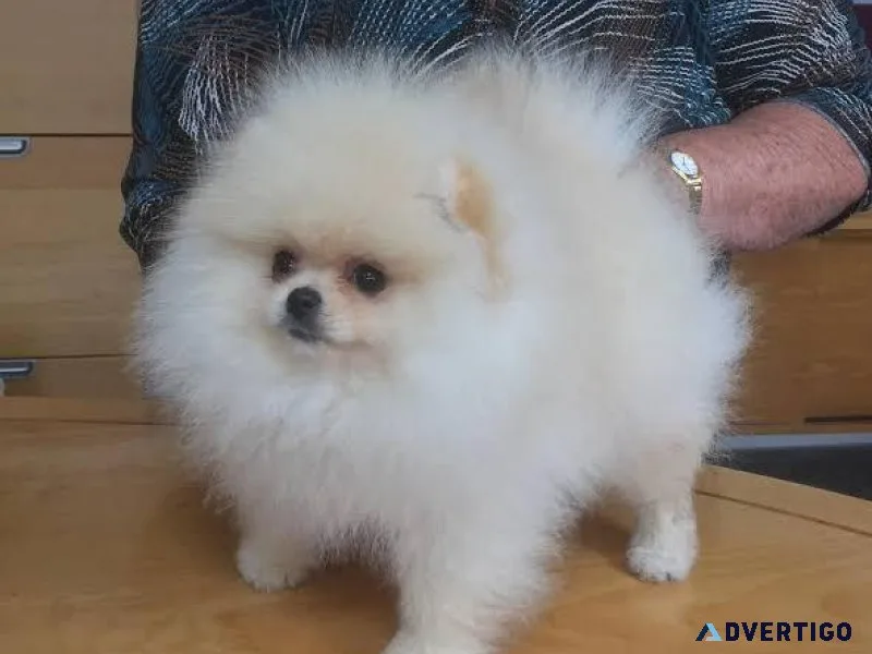 Purebred