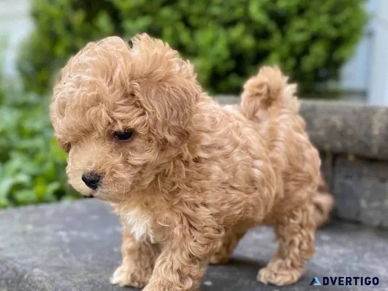 Top Quality Maltipoo Puppies