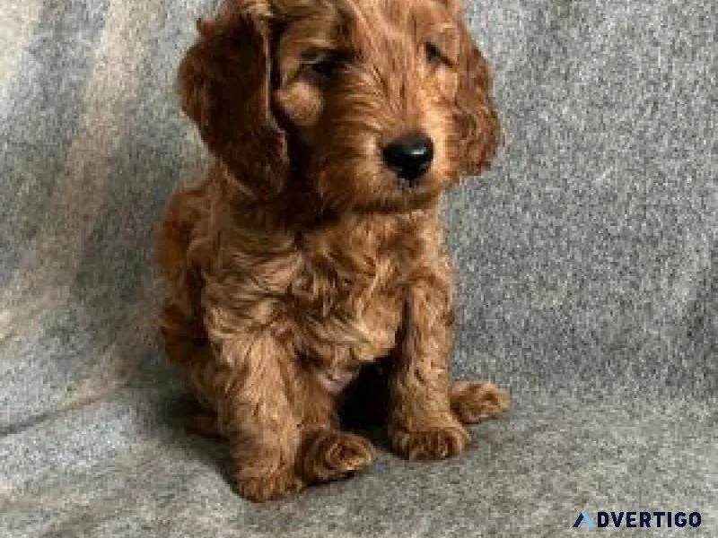Generous Cockapoos puppies