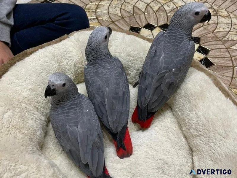 AFRICAN GREY PARROT FOR SALE