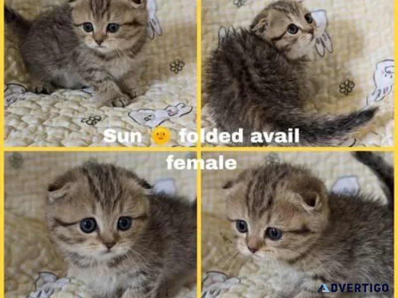 Scottish Fold Kittens For Adoption.