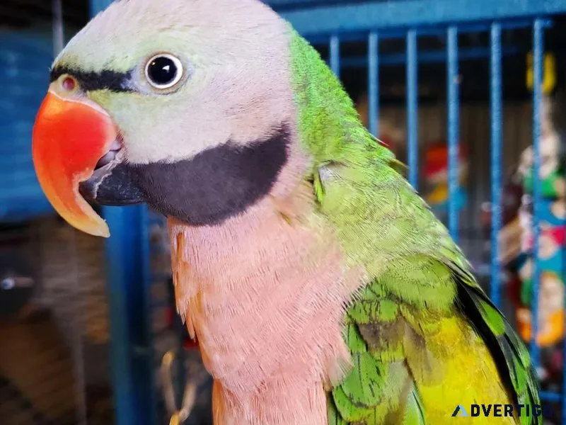 Moustache Parakeet