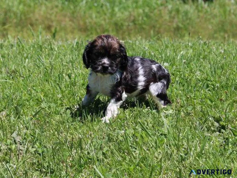 Cocker spaniel puppies