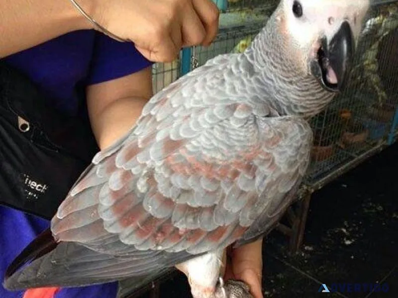 Baby African Grey