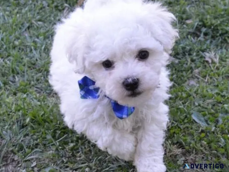 Bichon Frise Puppies For Sale