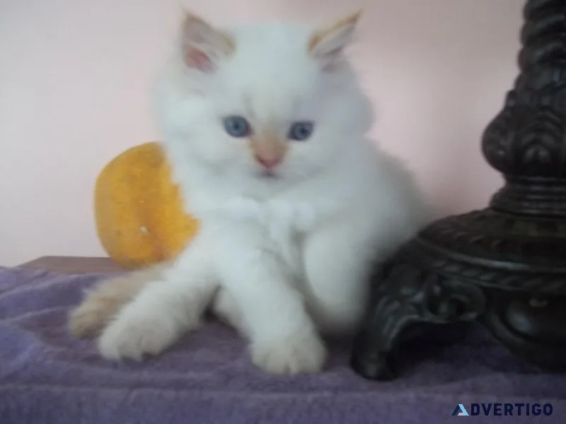 HOLIDAY FLAMEPOINT KITTEN