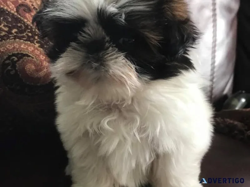 Effective Shih Tzu puppies available