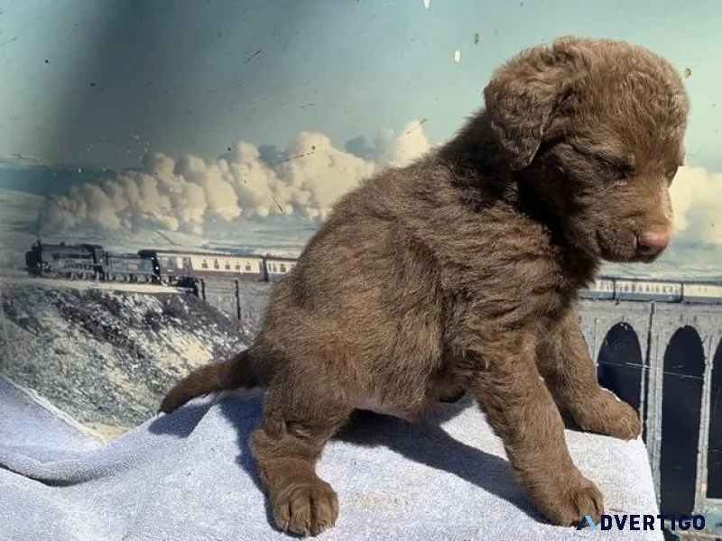 Healthy Chesapeake Bay Retriever Puppies.