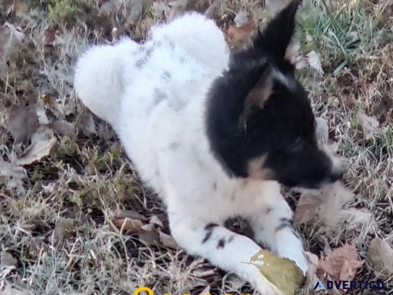 HeelerAussie mix puppies
