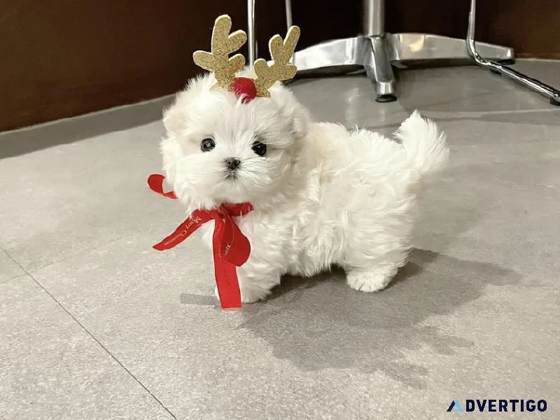 Teacup maltipoo