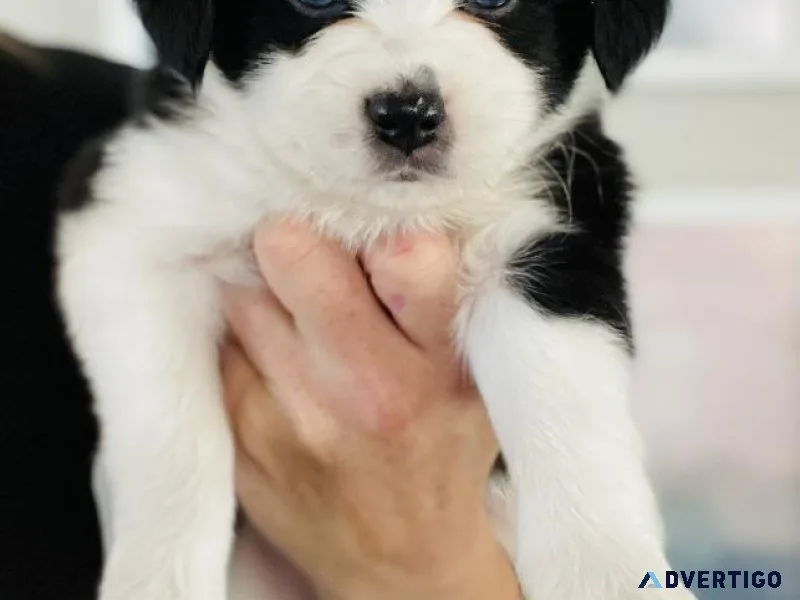 Miniature Aussalier Puppies