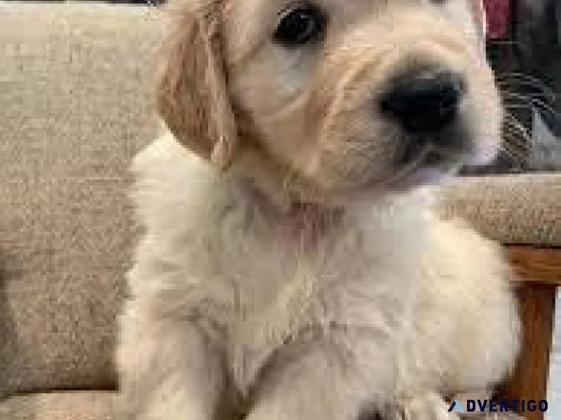 Golden Retrievers