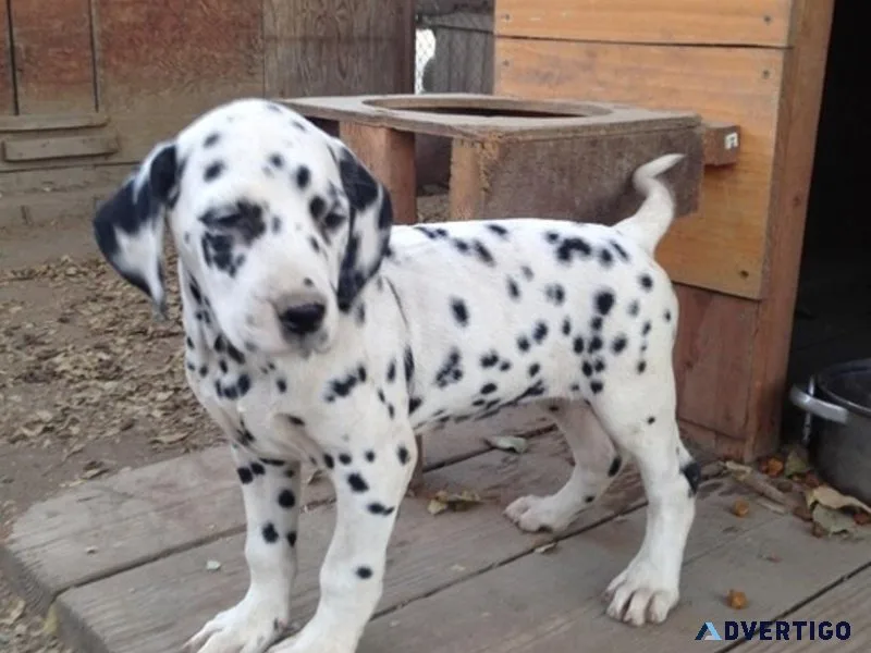 Lovely Dalmatian Puppies For Sale.