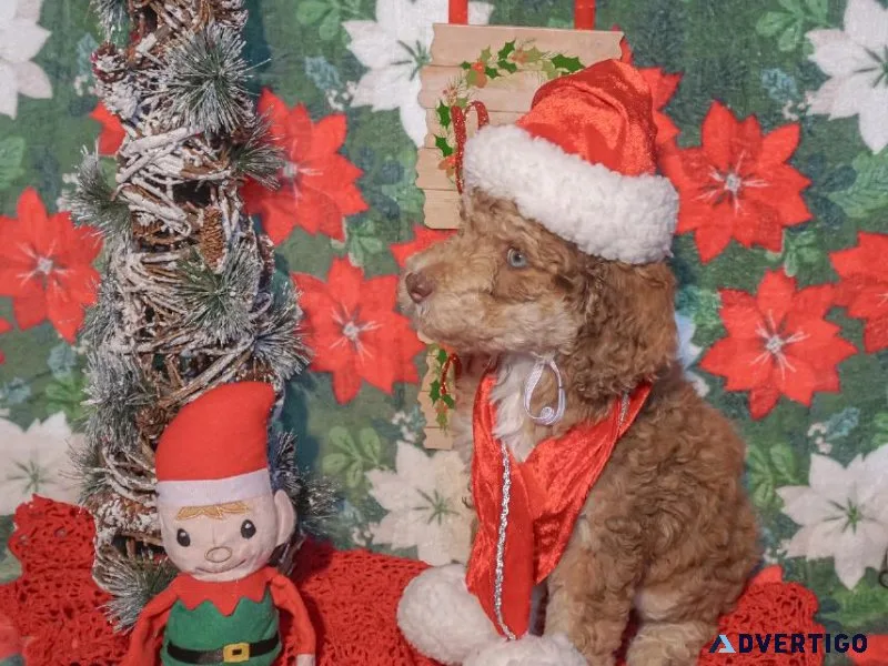 Christmas Puppies F1b Aussiedoodles