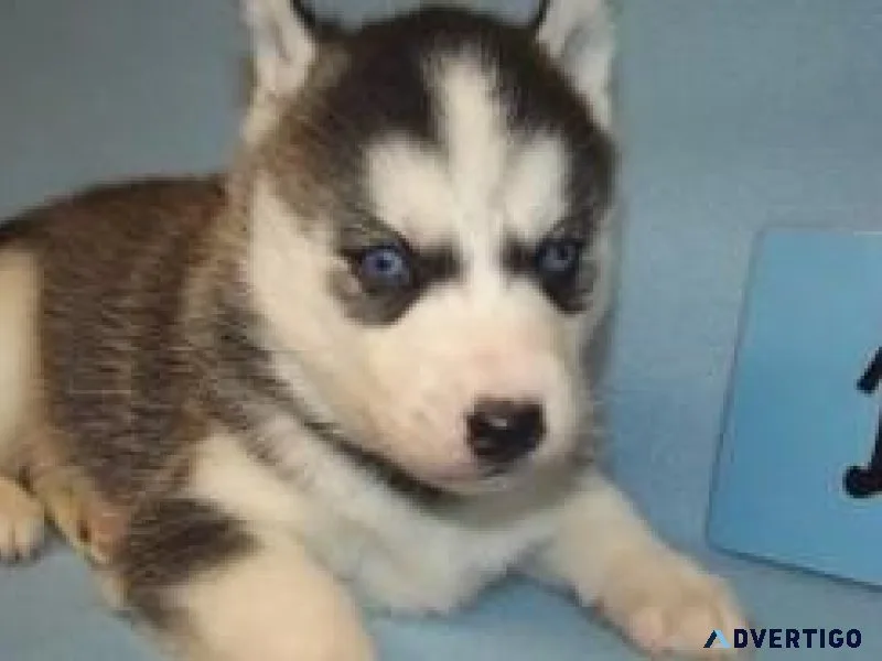 Siberian husky puppy for sale