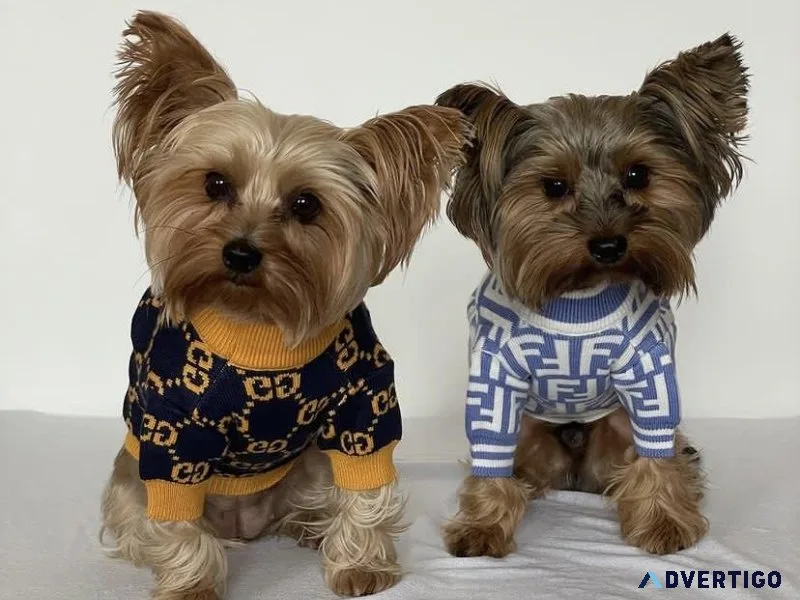 Yorkies puppies for adoption