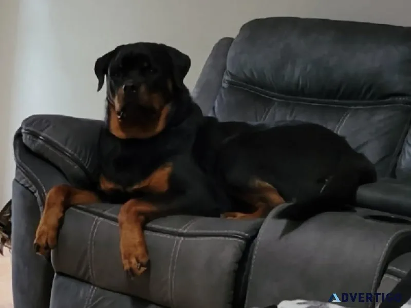 German Rottweiler
