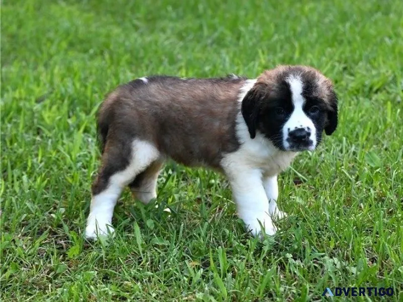 Lovely Saint Bernard Puppies