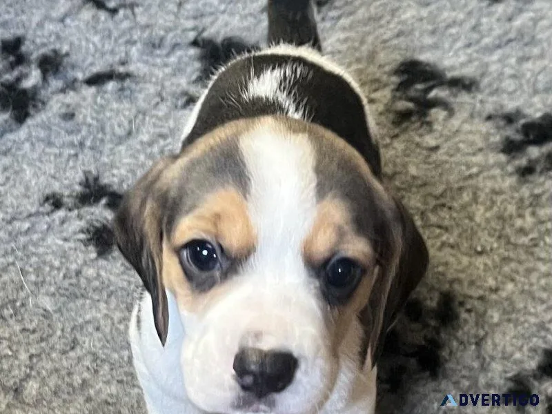 Beagle puppies available