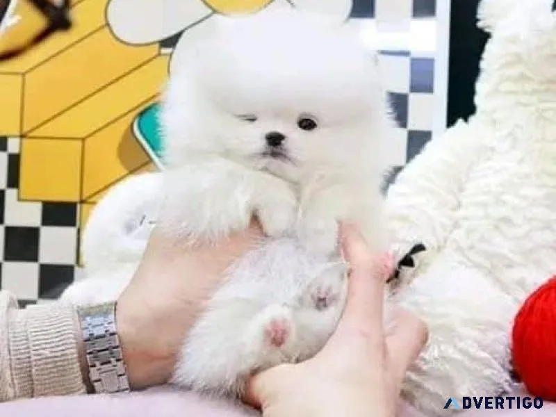 Gorgeous Maltese Puppies for Loving Home